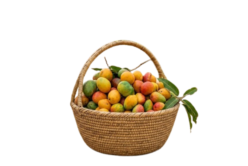 Mangue & Fruits