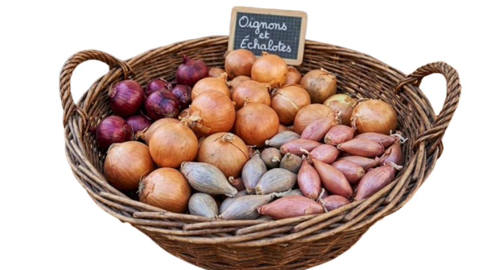Oignon & Échalote