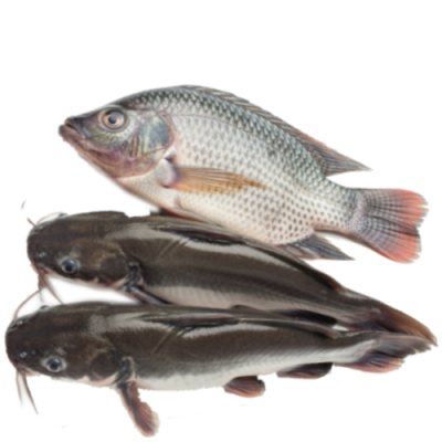 Poisson